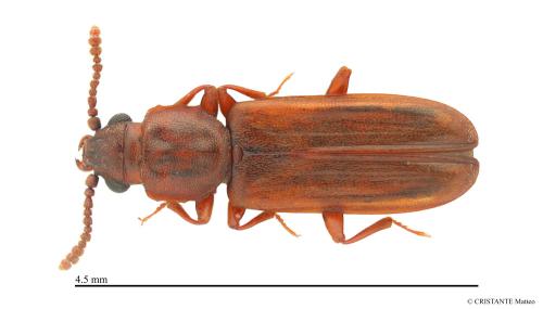 Pediacus depressus